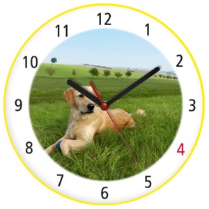 Zegar kolorowy pies golden retriever /Y